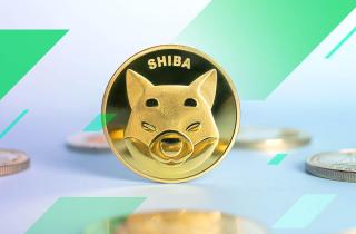 Shiba Inu Rises