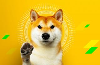 doge-stormgain